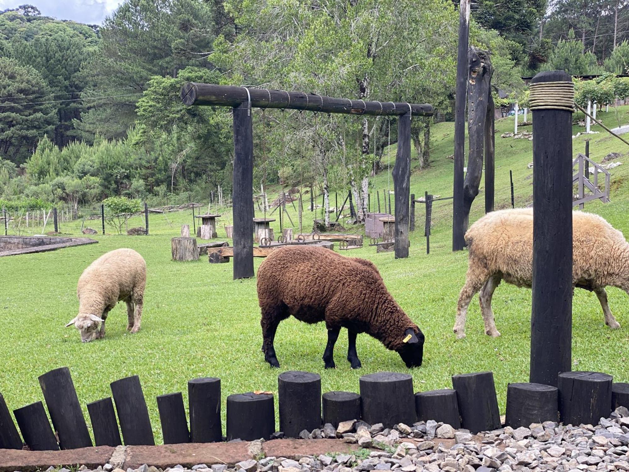 Cabanas Leao Da Tribo De Juda Canela Kültér fotó